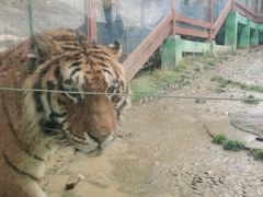 -栾川竹海野生动物园