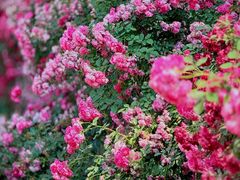 -国家植物园南园