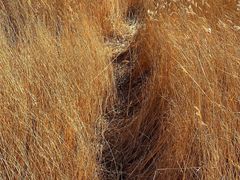 -野鸭湖国家湿地公园