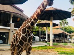 -清迈夜间动物园