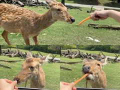 -常州淹城野生动物世界