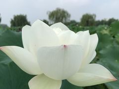 -白洋淀景区