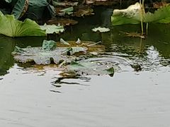 -建水文庙