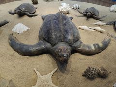 -广东惠东海龟国家级自然保护区
