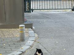 -三里屯东五街银杏大道