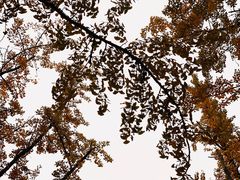 -百林公园-两江幸福广场