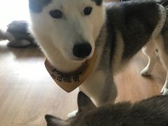 -Husky Go! 哈士奇体验馆·宠物咖啡厅狗咖