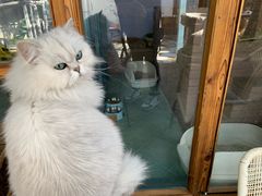 -喵屿·大理花园猫咖