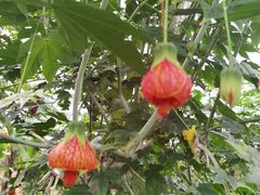 -南宫五洲植物乐园