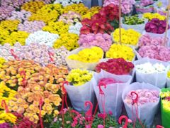 -桂林市花鸟市场