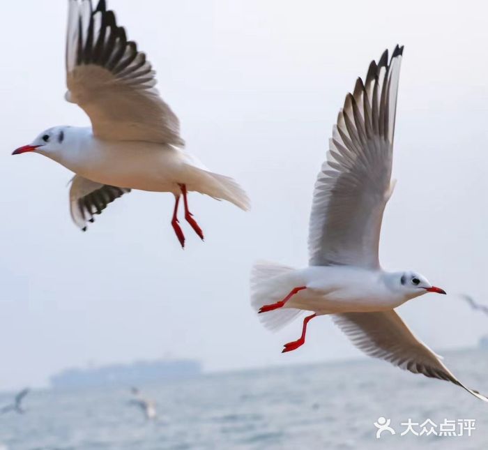 栈桥景区图片