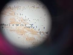 -盐城丹顶鹤湿地生态旅游区