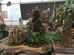 -秦美花卉(天朗·莱茵小城2期店)