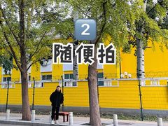 -三里屯东五街银杏大道