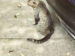 -虹迎轩·中餐厅(虹桥迎宾馆店)