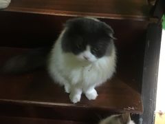 -李小姐の猫咖啡馆(五角场店)