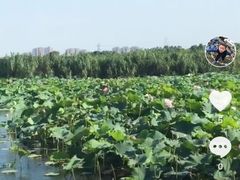 -荷塘月色湿地公园·向阳花洲