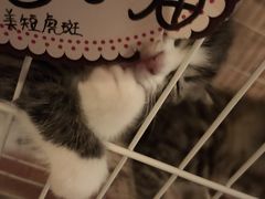 -名猫咖啡馆·撸猫·拼豆