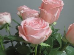 -循礼门鲜花花市(武汉循礼门店)