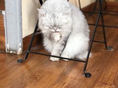 -猫友咖啡店(玉林西路店)
