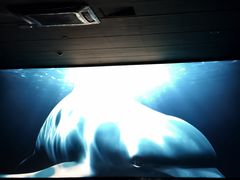 -纵横国际影城杜比全景声巨幕(天安云谷店)