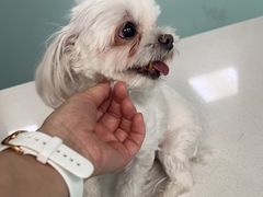 -北京观赏动物医院·24小时大型综合·猫专科·异宠专科