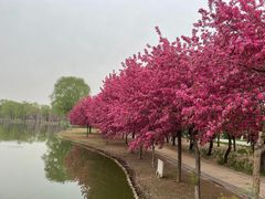-石家庄市植物园