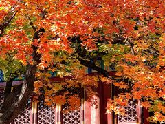 -香山公园