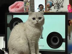 -唐小姐の猫狗洗护·购宠旗舰店(周浦万达店)