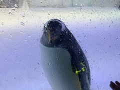 -芜湖新华联大白鲸海洋公园