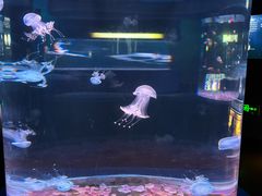 -欢乐海岸海洋奇梦馆