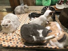 -more than meow吴止猫主题餐厅(承德 中船汇店)