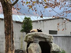 -卧龙中华大熊猫苑神树坪基地