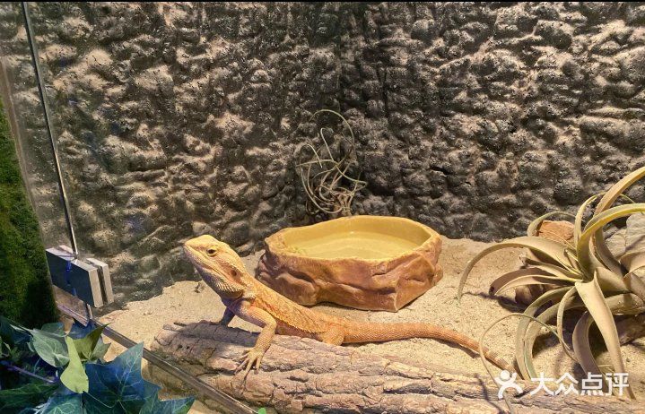 来上海！体验室内动物园之旅