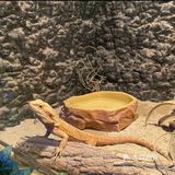 来上海！体验室内动物园之旅