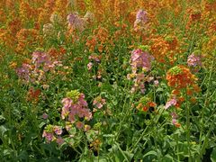 -中国天府农业博览园