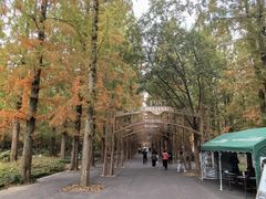 -东平国家森林公园