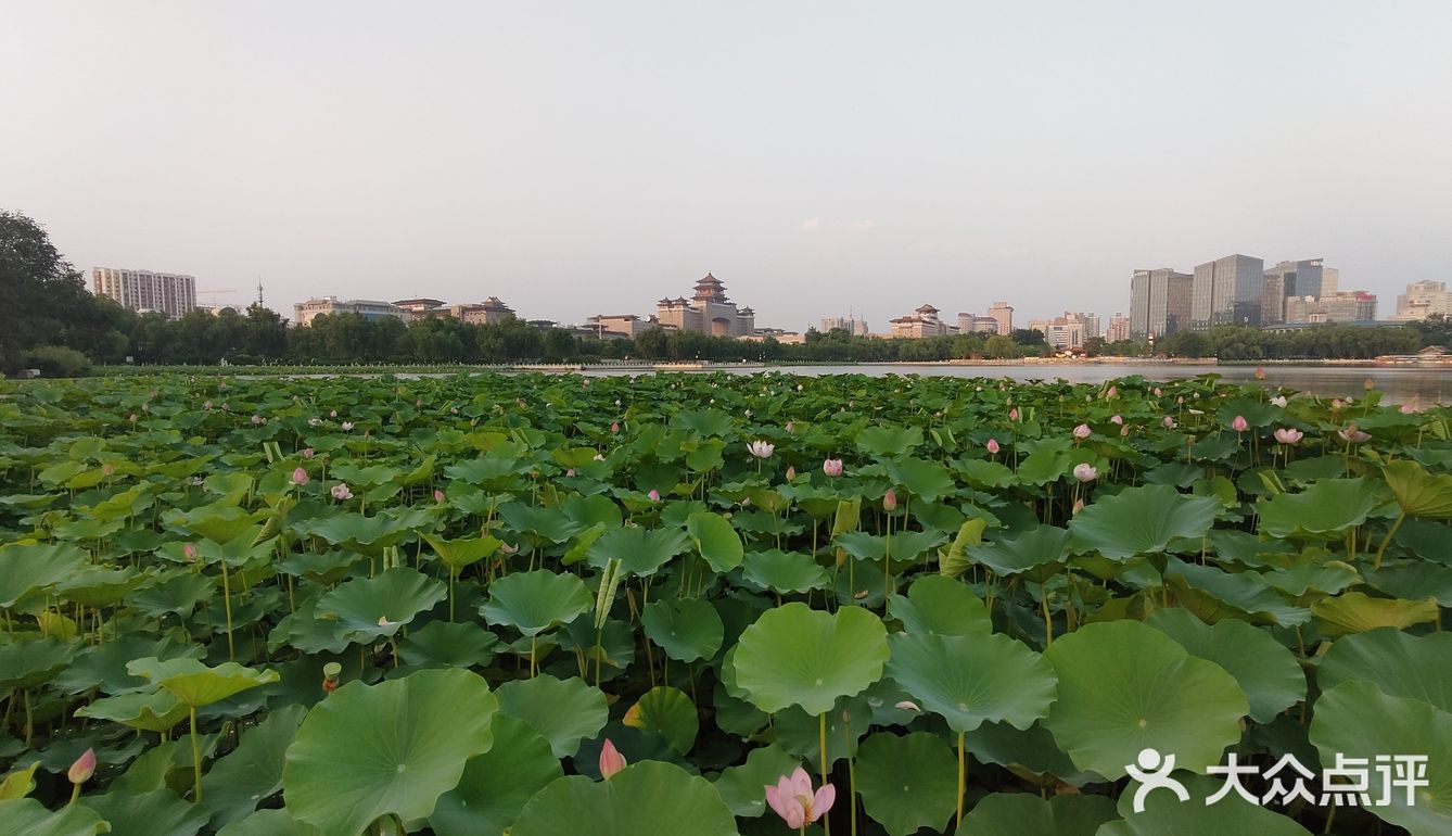 莲花池公园🏃