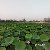 莲花池公园🏃