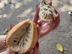 -西双版纳傣族园