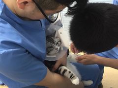 -瑞派·关忠动物医院·猫专科·犬专科(三环新城店)