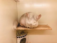 -龙猫仔乐园(惠福东路店)