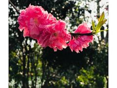 -南汇桃花村