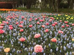 -上海鲜花港