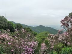 -梧桐山风景名胜区