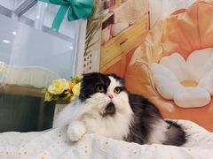 -爱洗澡的猫(望京店)