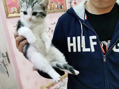 -喵百万·布偶·蓝金金渐层英短·猫舍(百子湾店)
