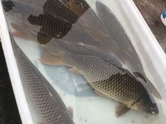 -蒲河大集
