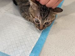 -艾吉宠物医院·疑难杂症转诊中心·猫友好(碧江路院)