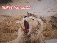 -北京野生动物园